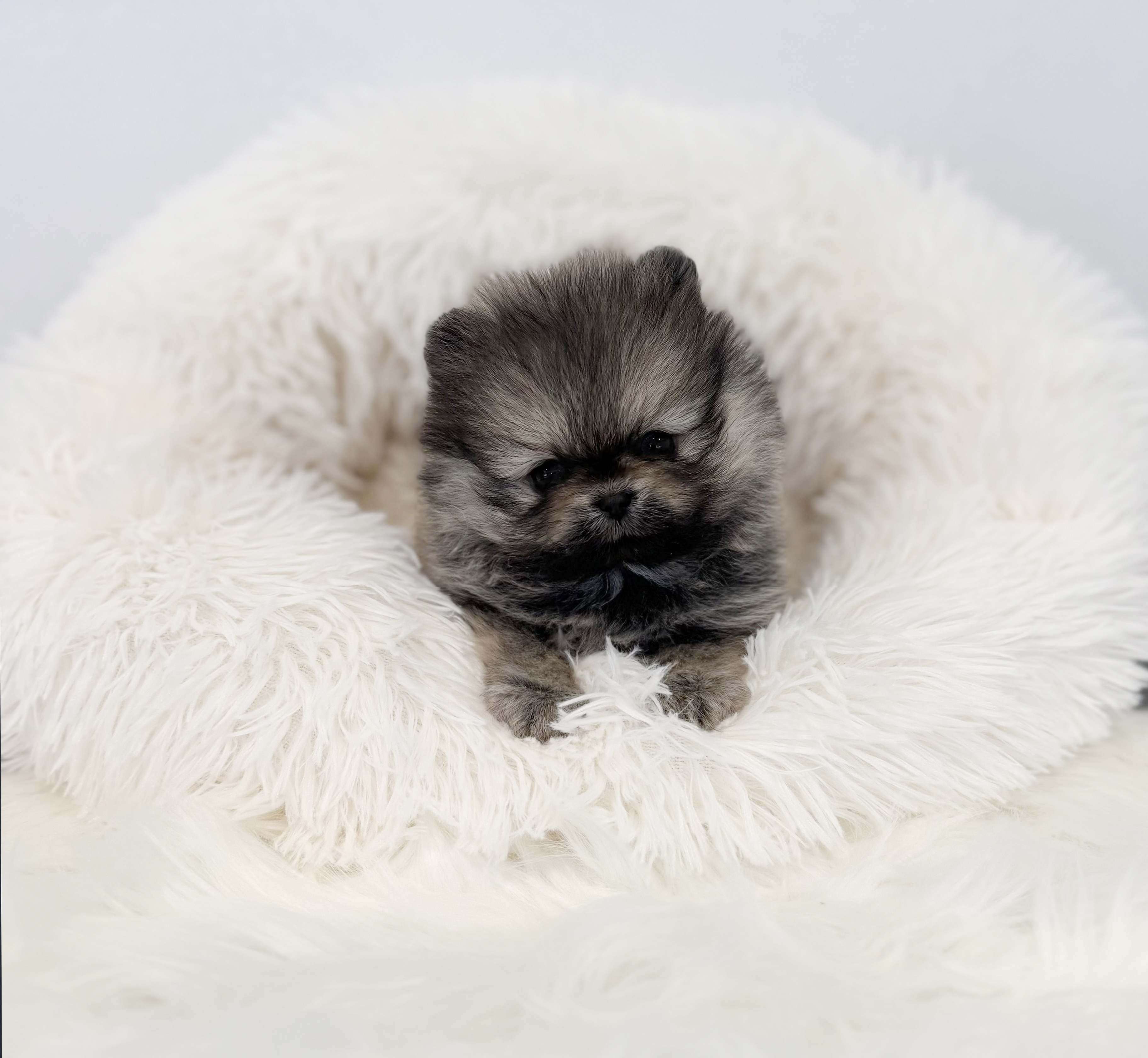 포메라니안 입양합니다