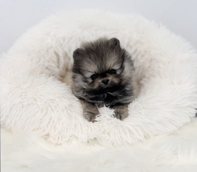 포메라니안 입양합니다