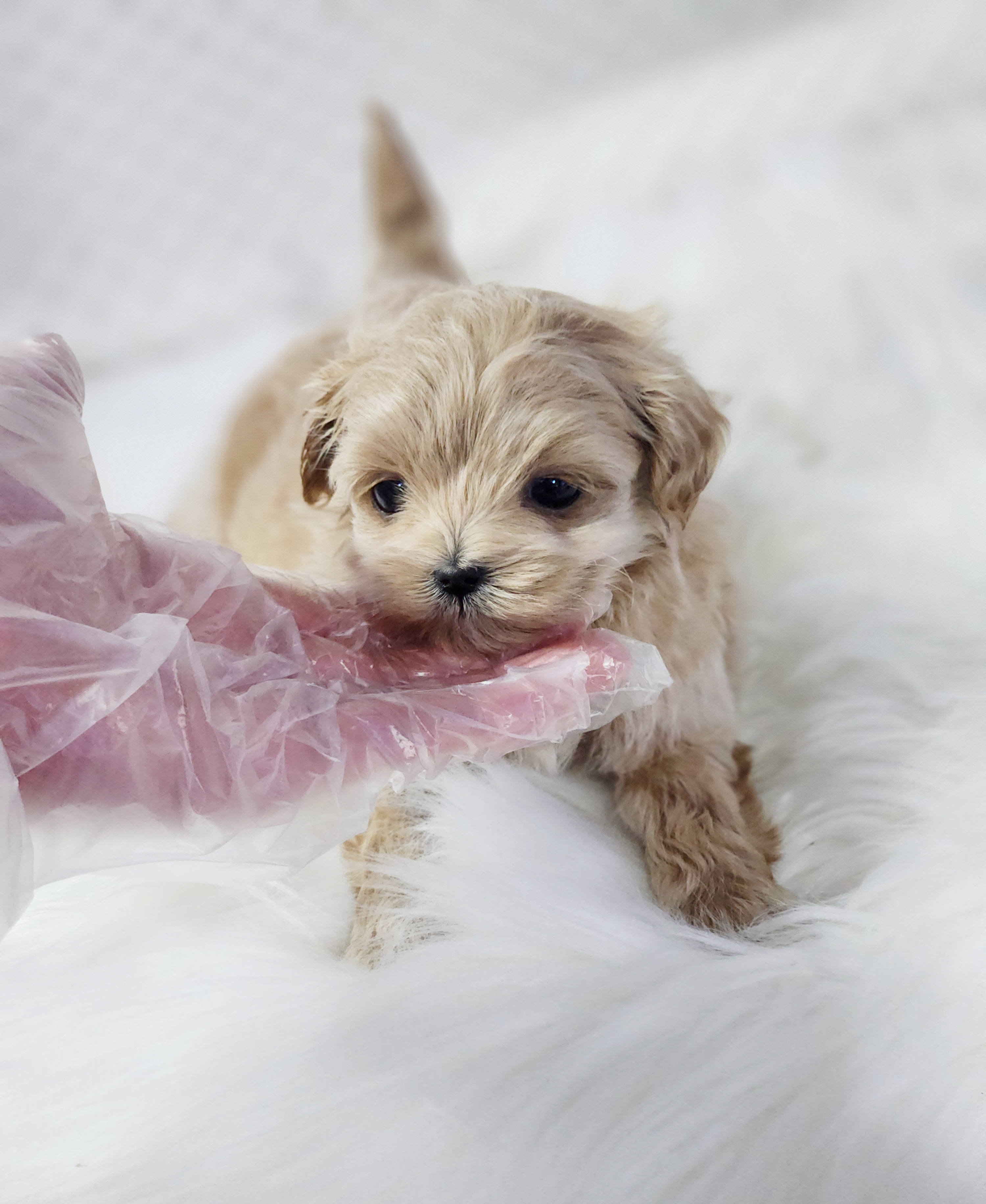 말티푸 입양합니다