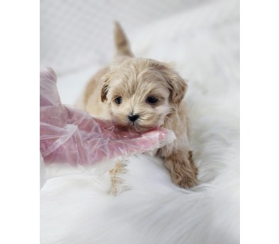 말티푸 입양합니다