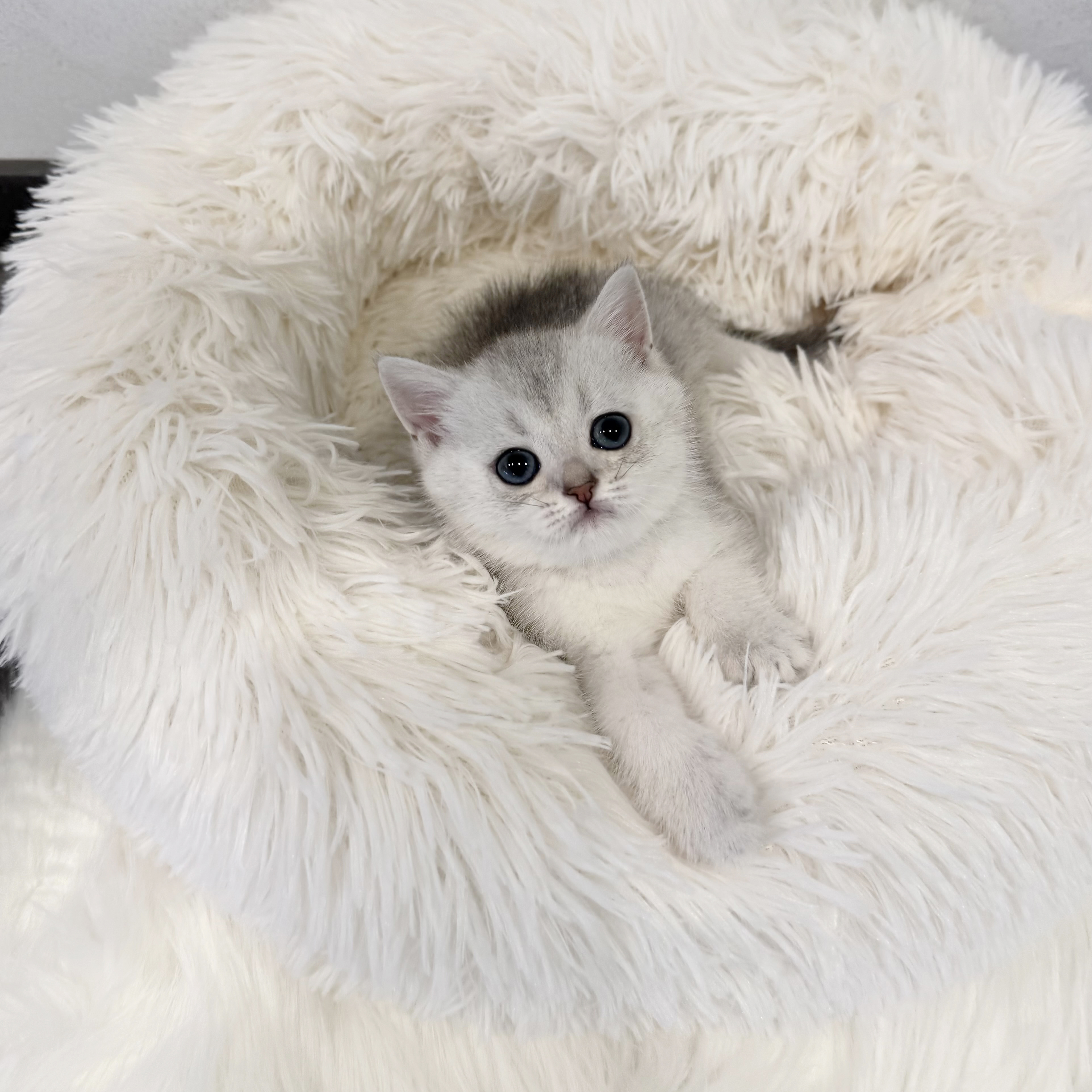 브리티쉬숏헤어 입양합니다