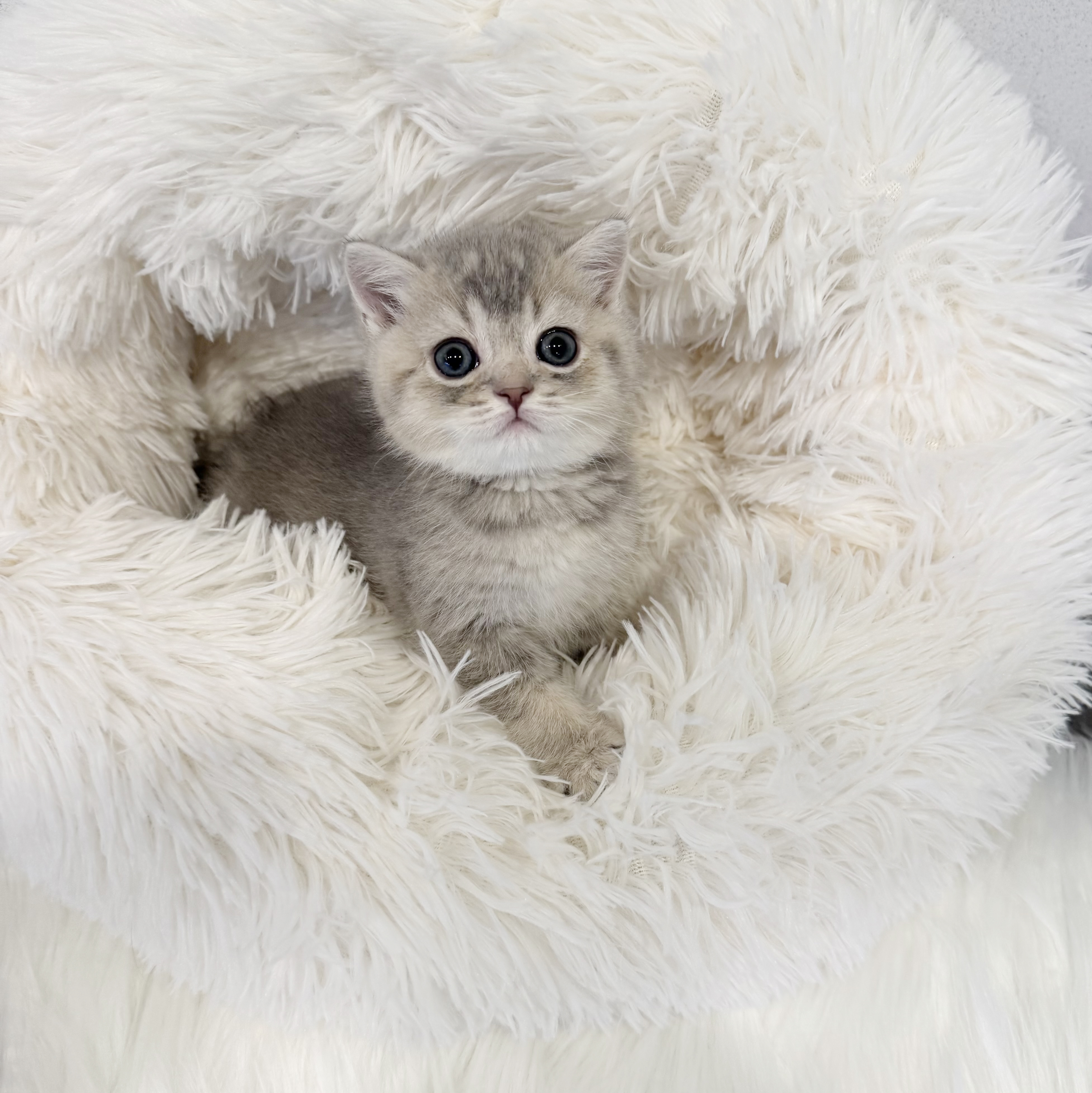 브리티쉬숏헤어 입양합니다