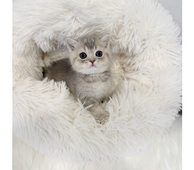 브리티쉬숏헤어 입양합니다