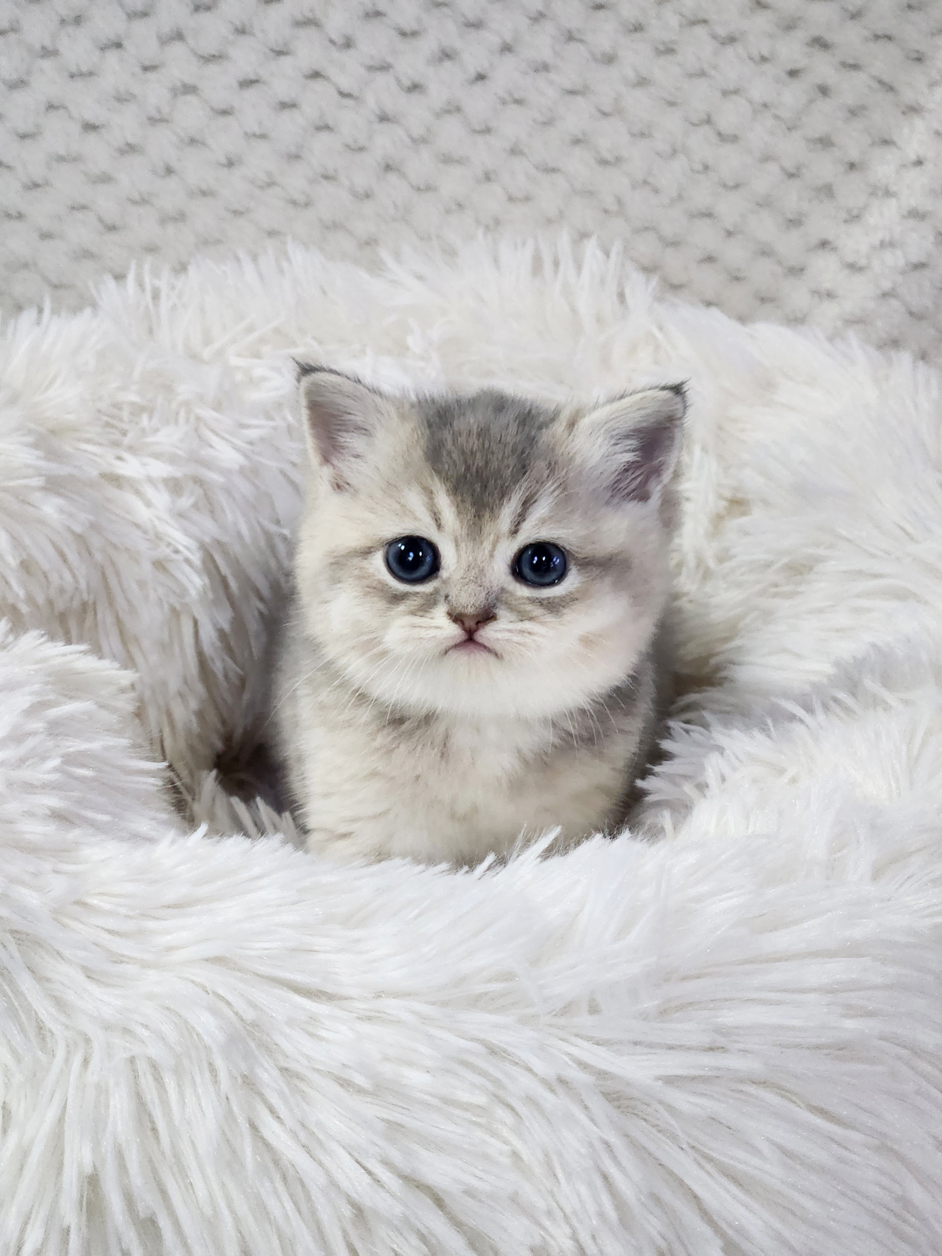 브리티쉬숏헤어 입양합니다