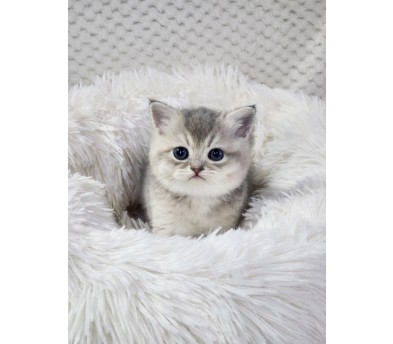 브리티쉬숏헤어 입양합니다