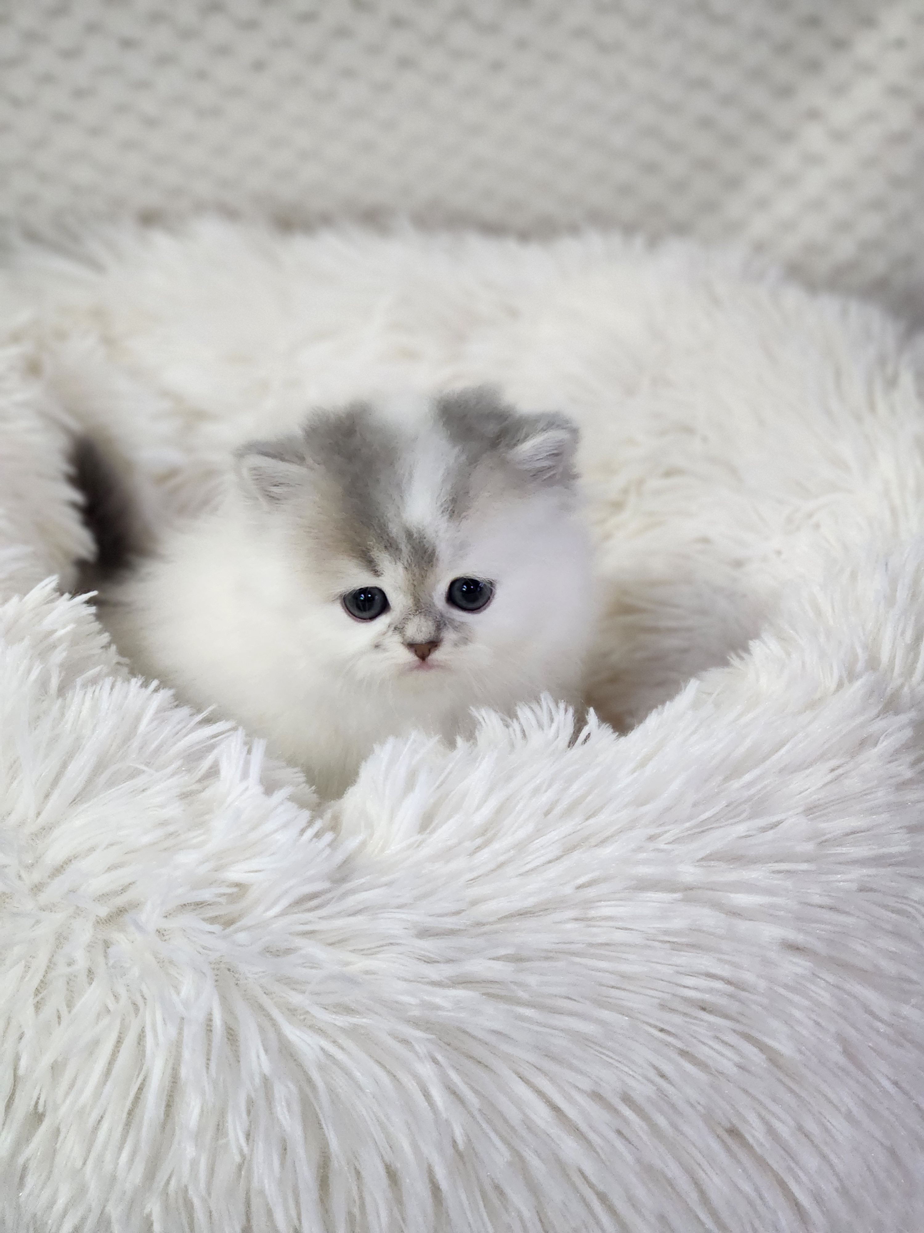 브리티쉬숏헤어 입양합니다