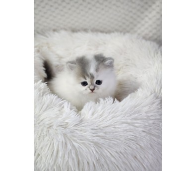 브리티쉬숏헤어 입양합니다