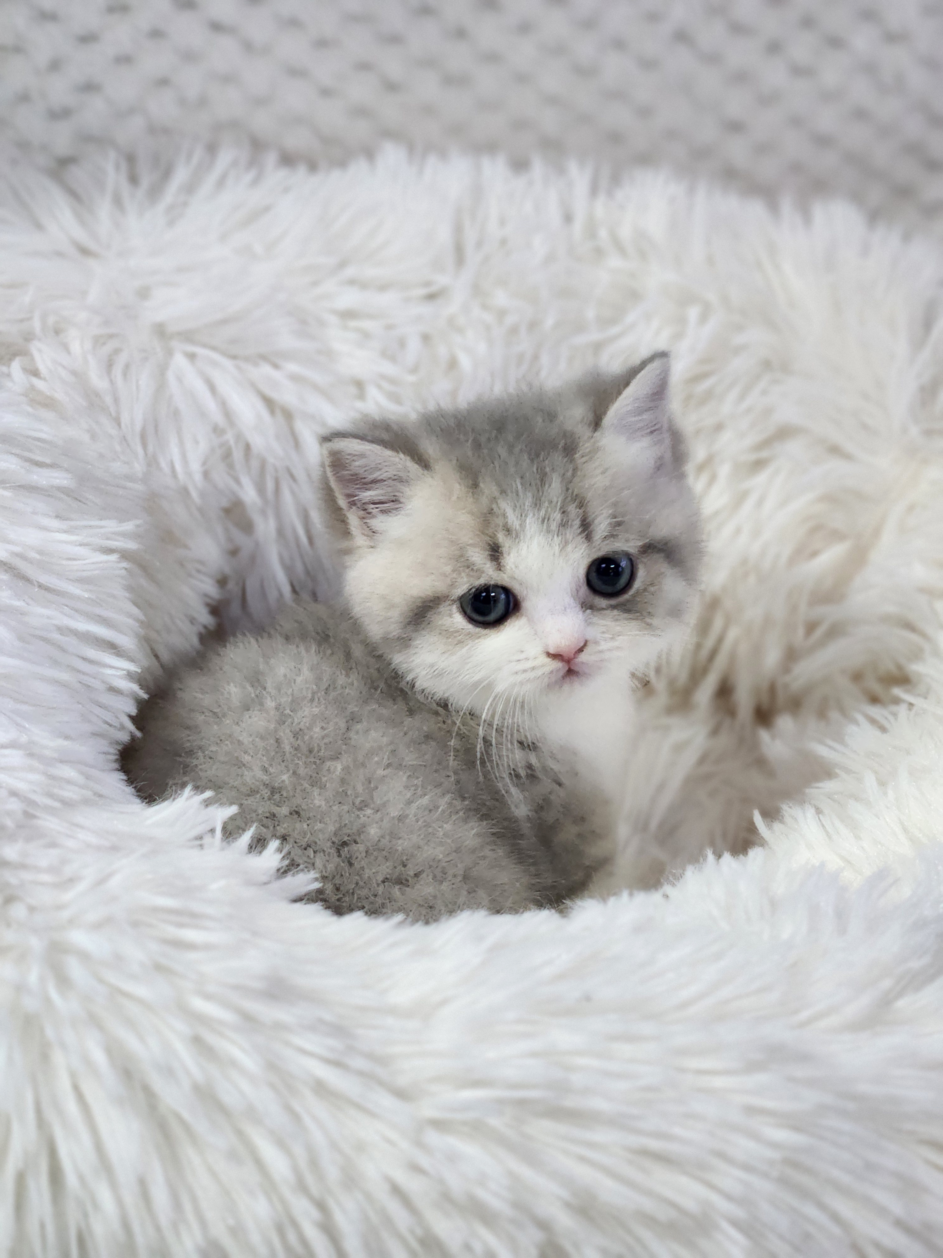 먼치킨 입양합니다