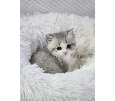 먼치킨 입양합니다