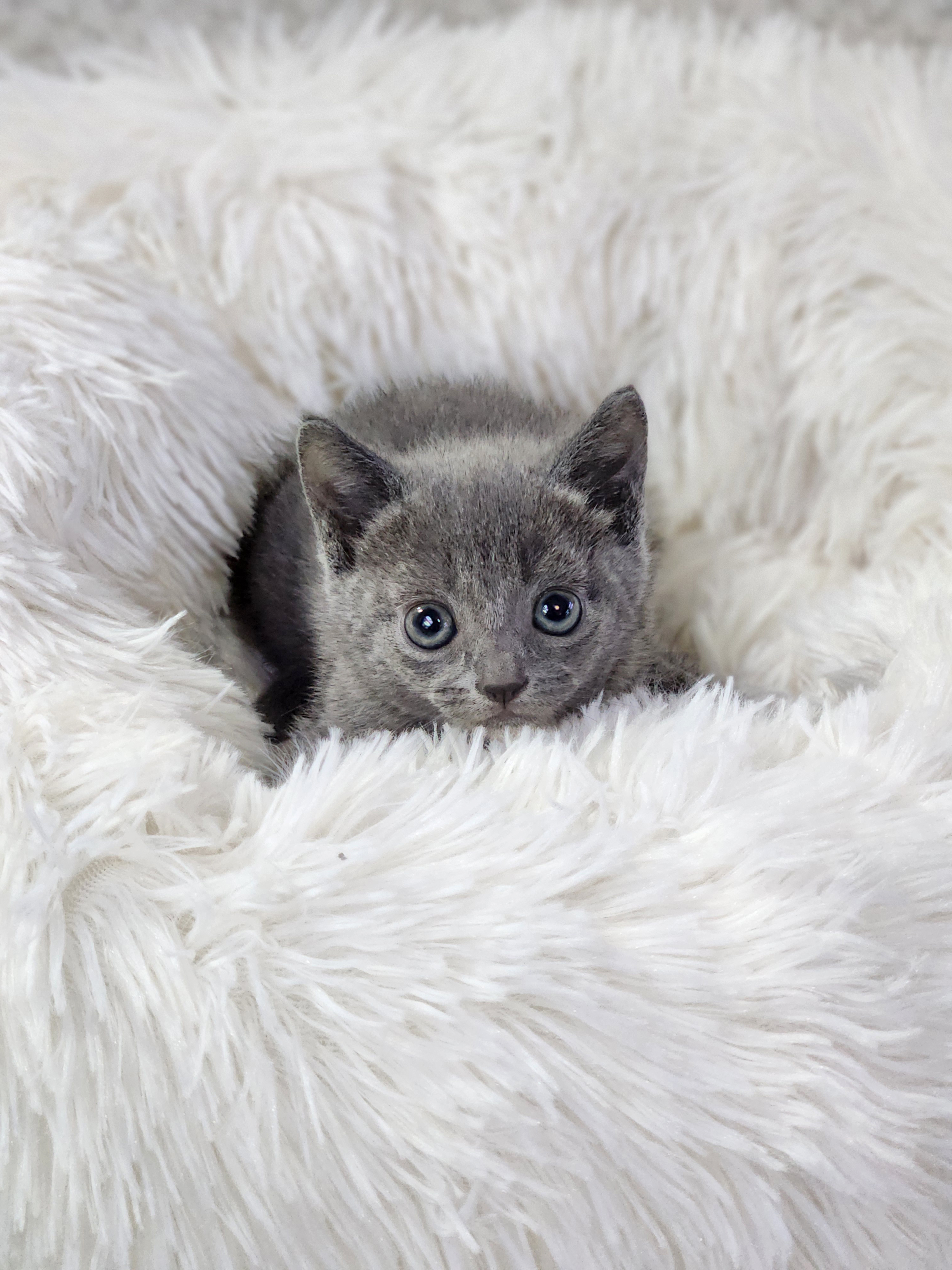 러시안블루 입양합니다