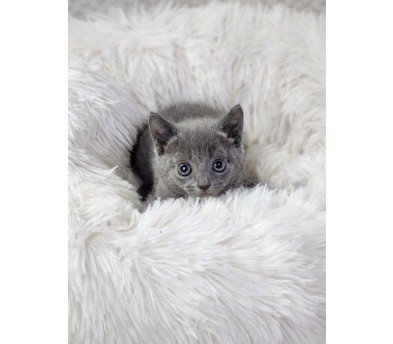 러시안블루 입양합니다