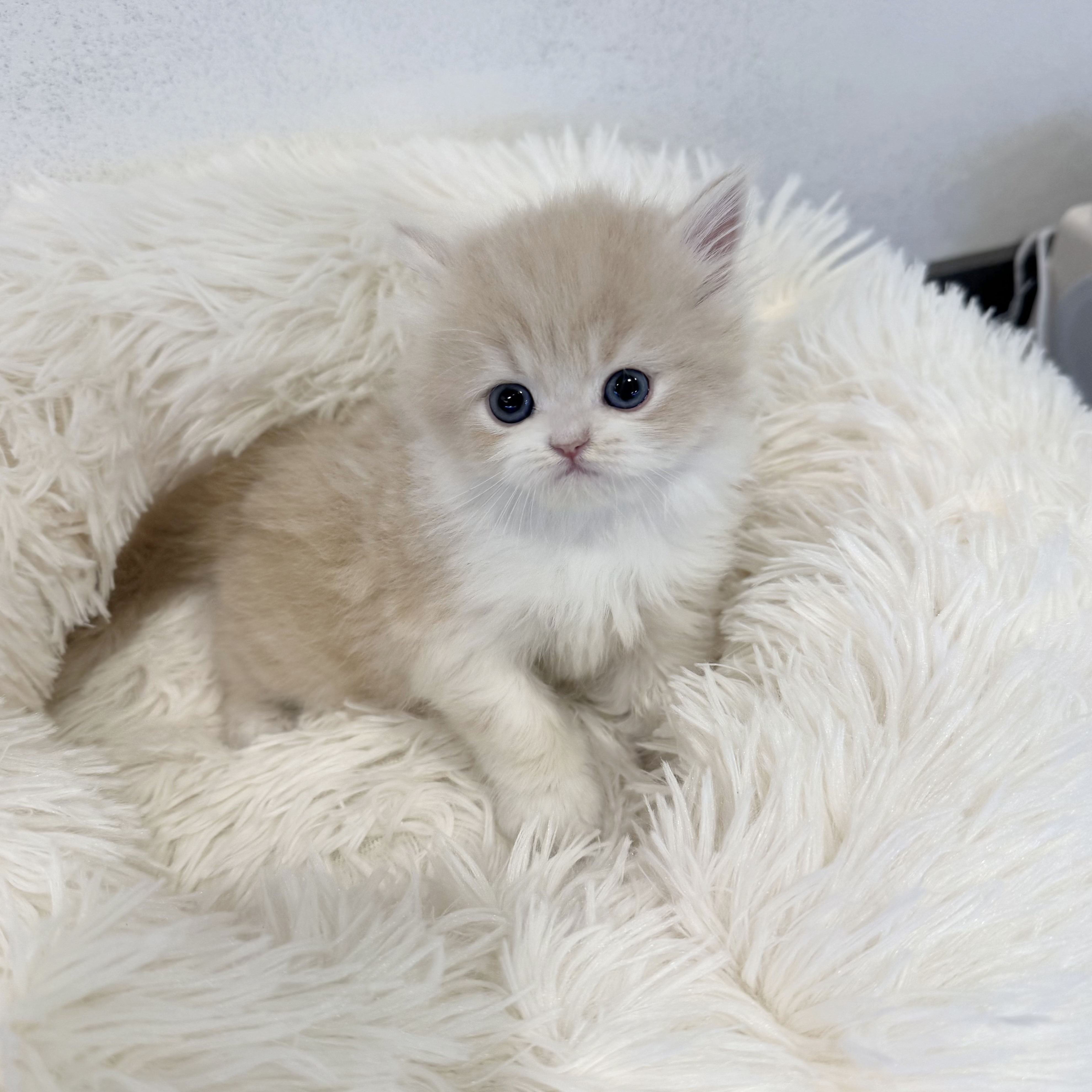 브리티쉬숏헤어 입양합니다