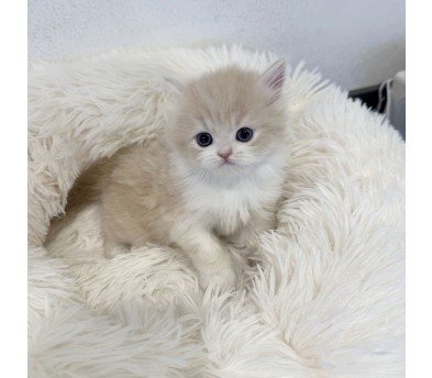 브리티쉬숏헤어 입양합니다