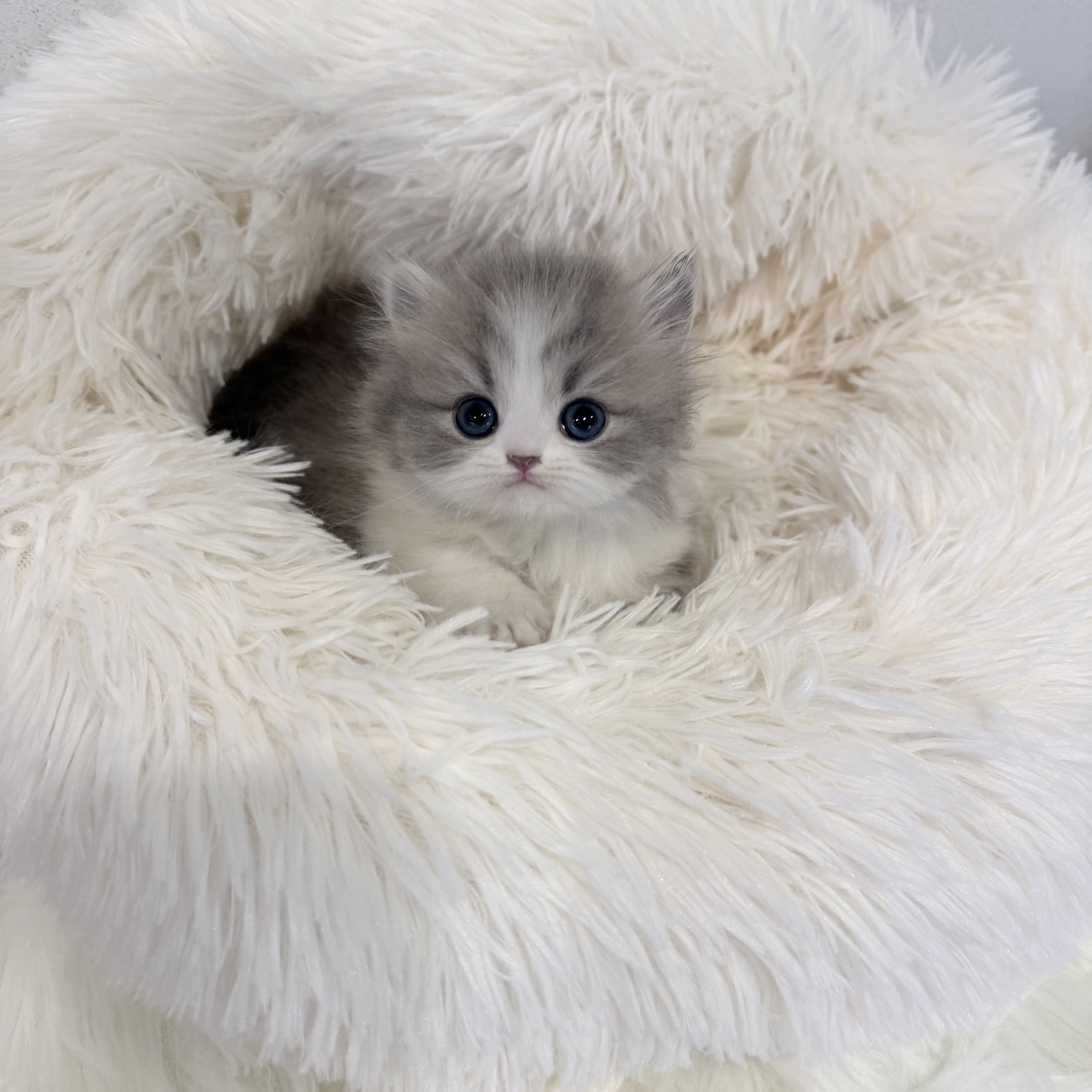 먼치킨 입양합니다