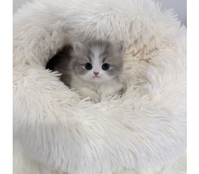 먼치킨 입양합니다