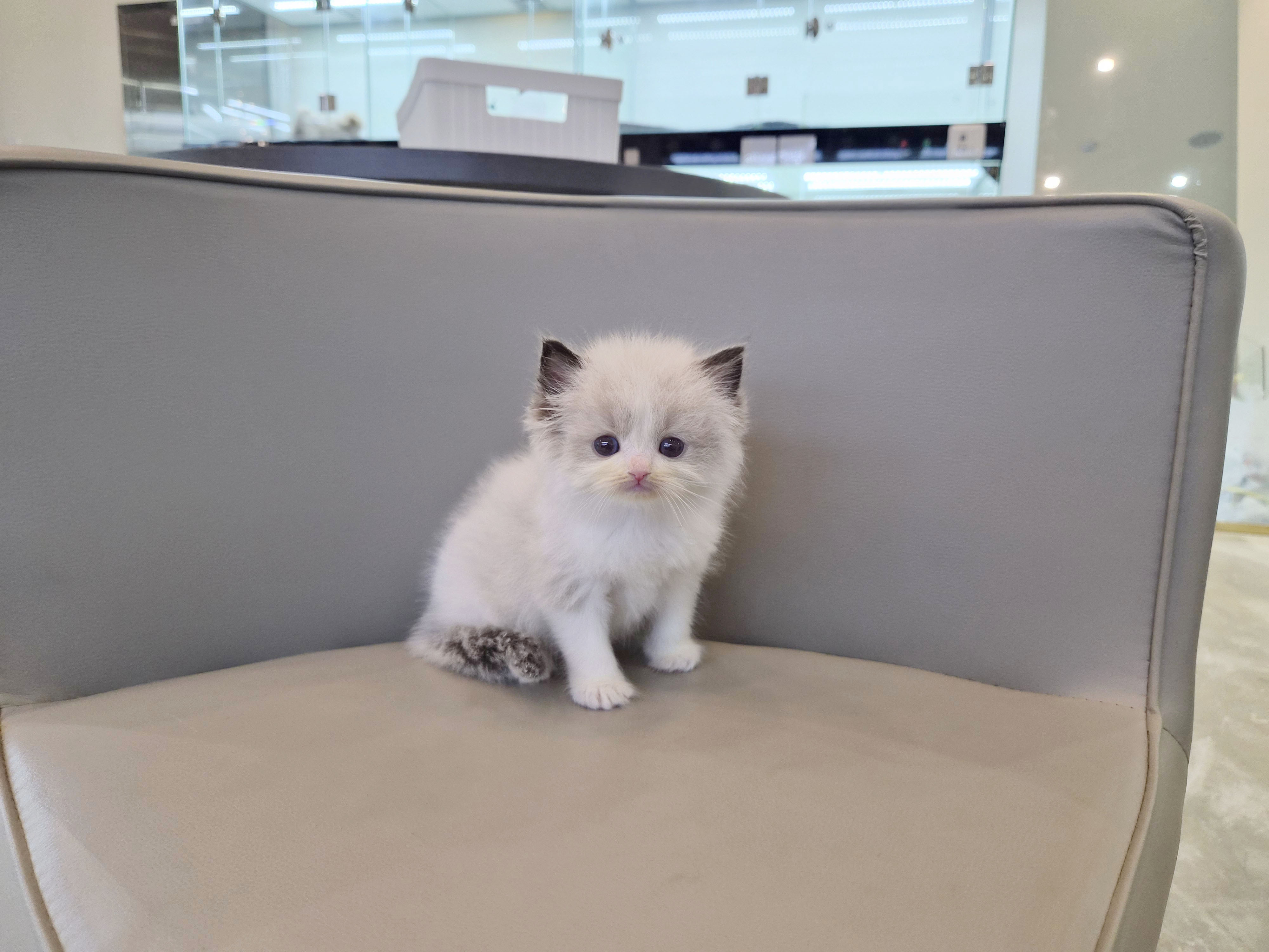 렉돌 입양합니다