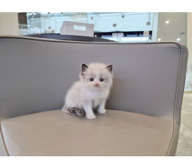 렉돌 입양합니다