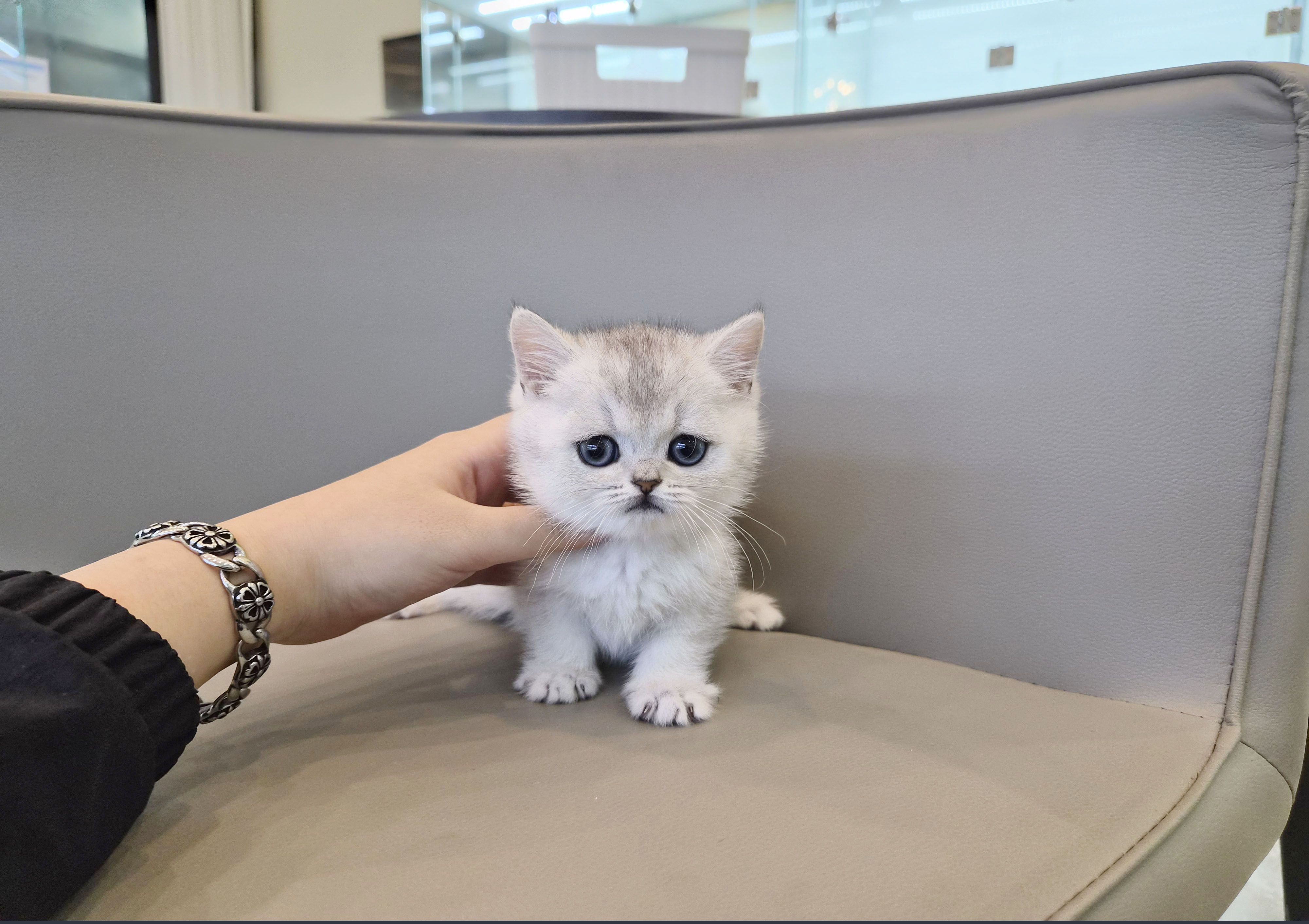 브리티쉬숏헤어 입양합니다