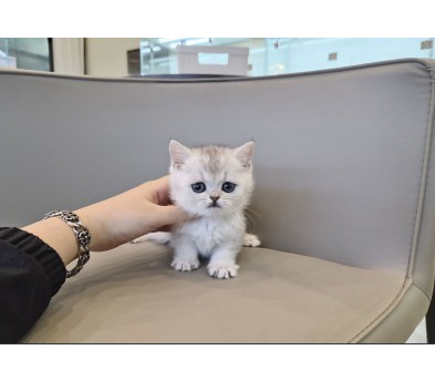 브리티쉬숏헤어 입양합니다