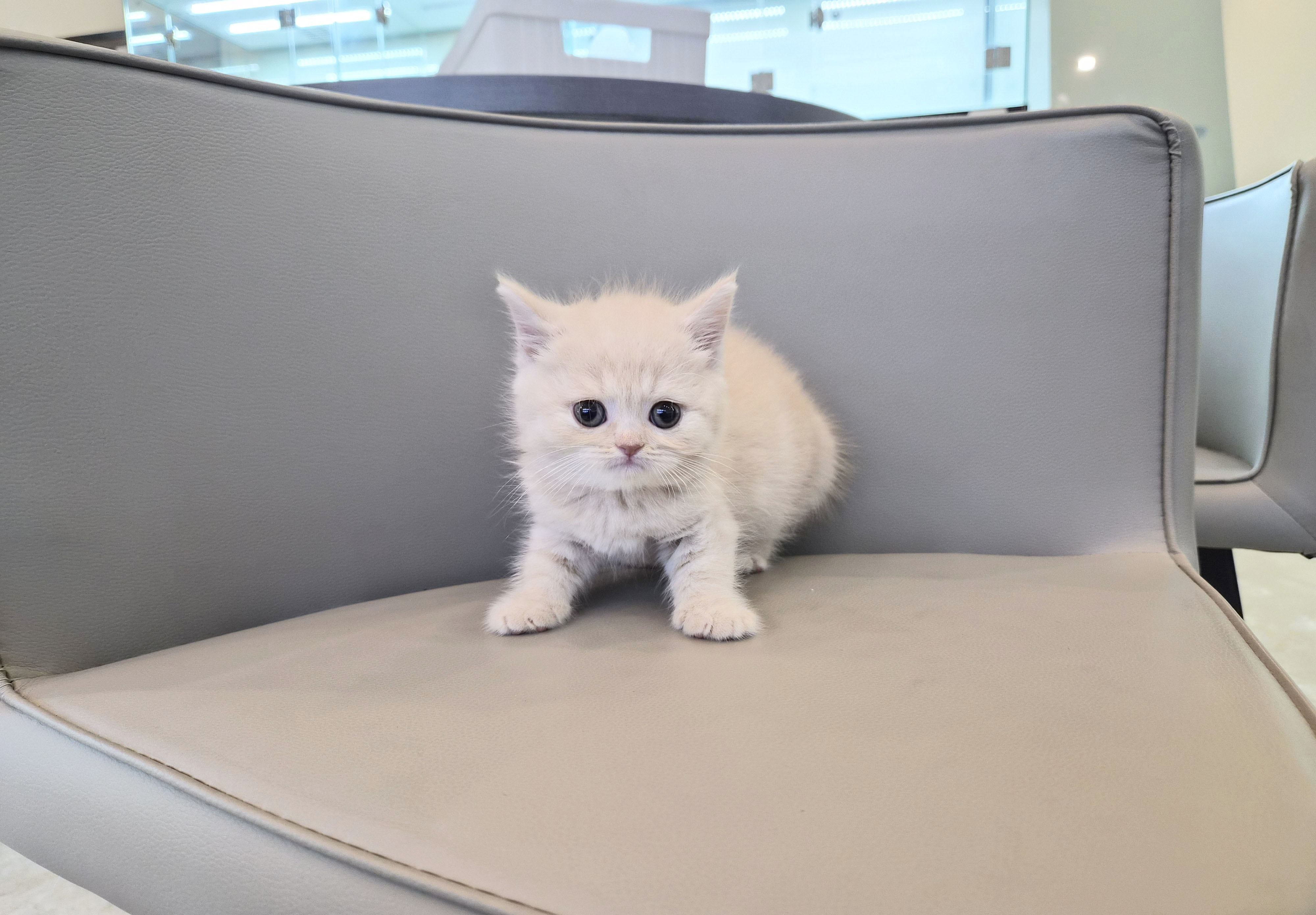 브리티쉬숏헤어 입양합니다