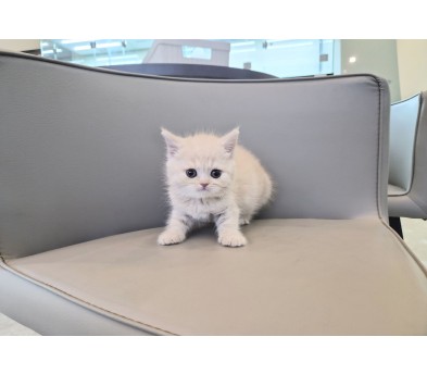 브리티쉬숏헤어 입양합니다