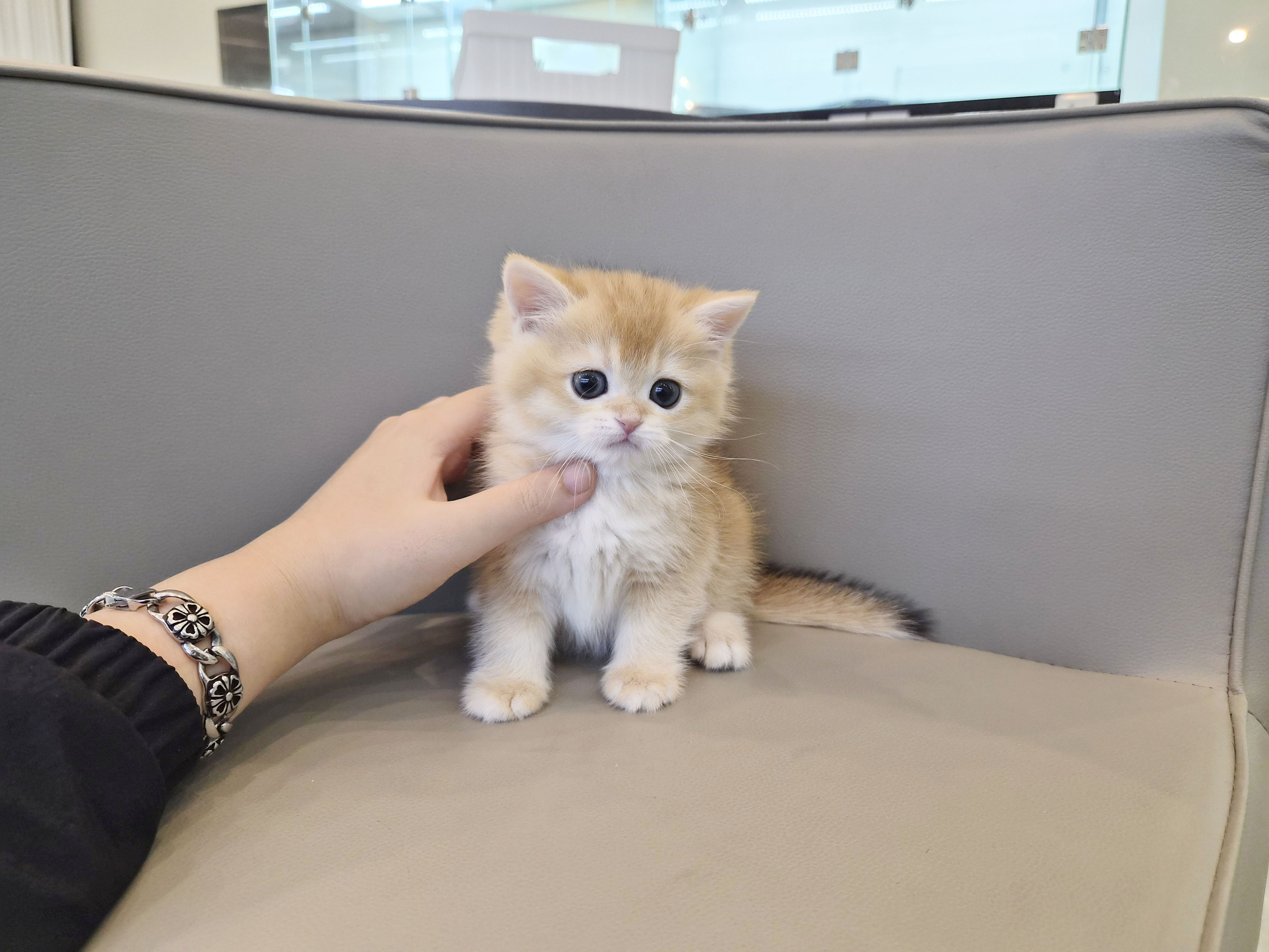 브리티쉬숏헤어 입양합니다