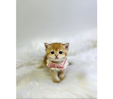 브리티쉬숏헤어 입양합니다