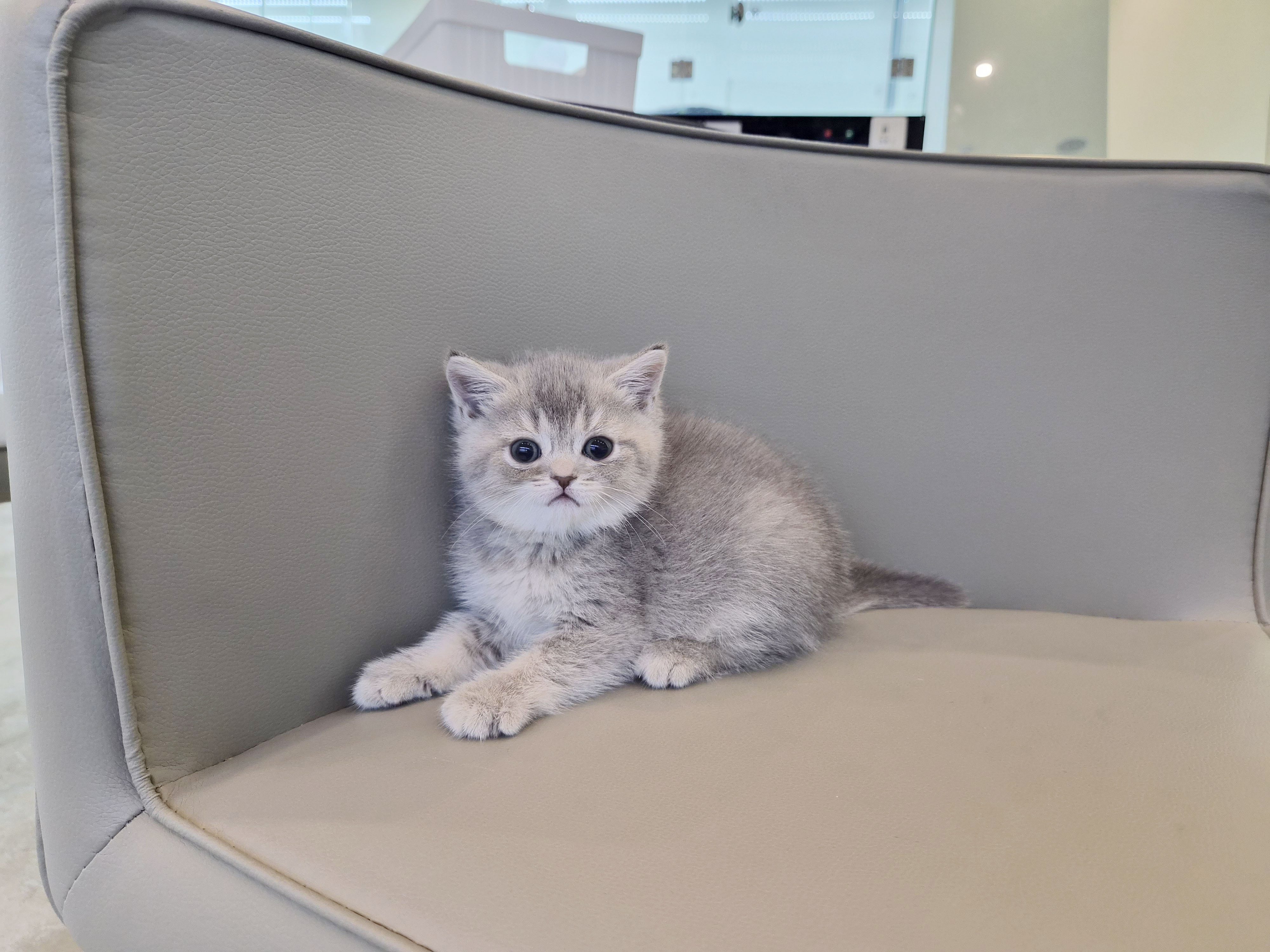 브리티쉬숏헤어 입양합니다