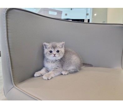 브리티쉬숏헤어 입양합니다