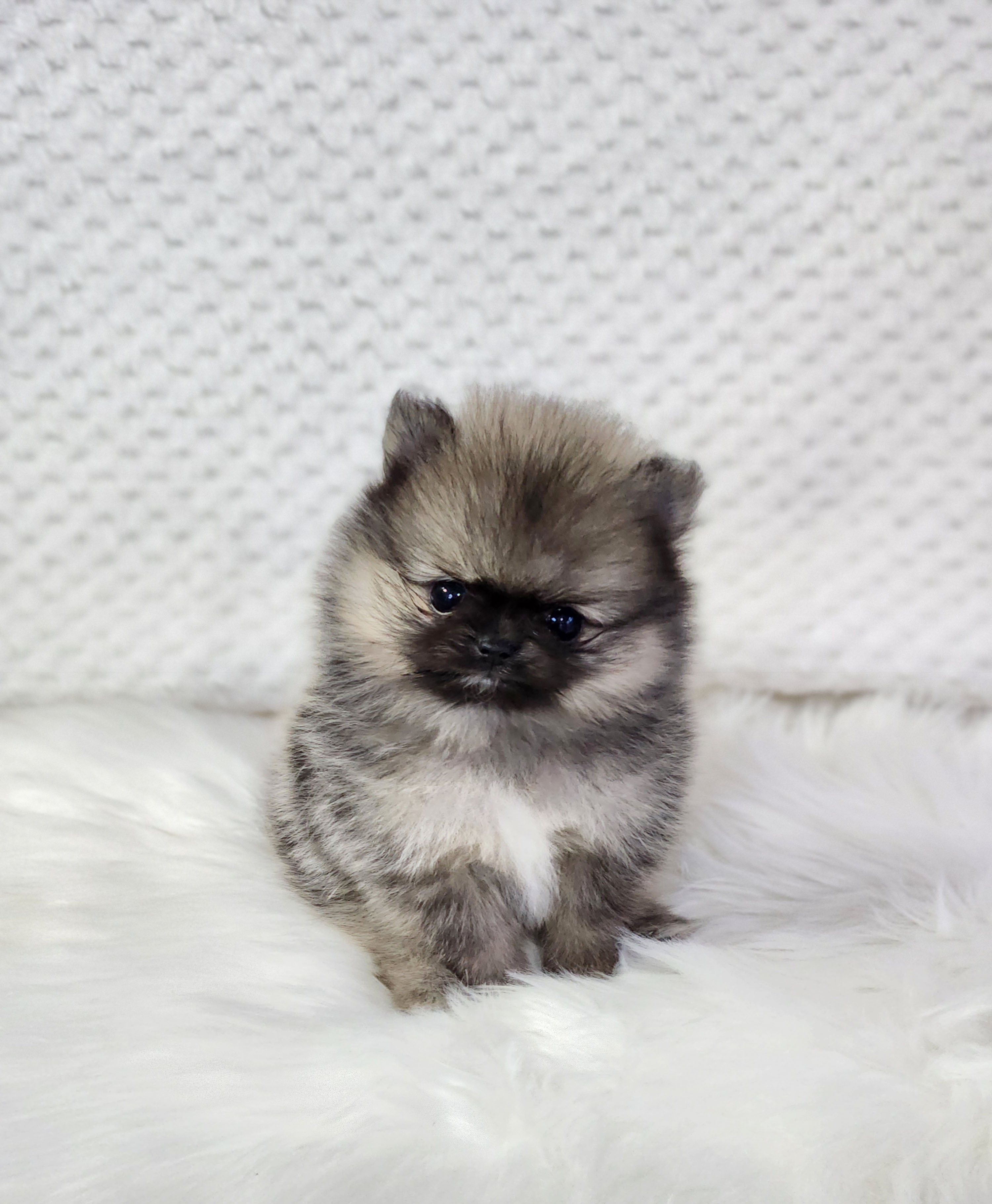 포메라니안 입양합니다