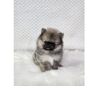 포메라니안 입양합니다