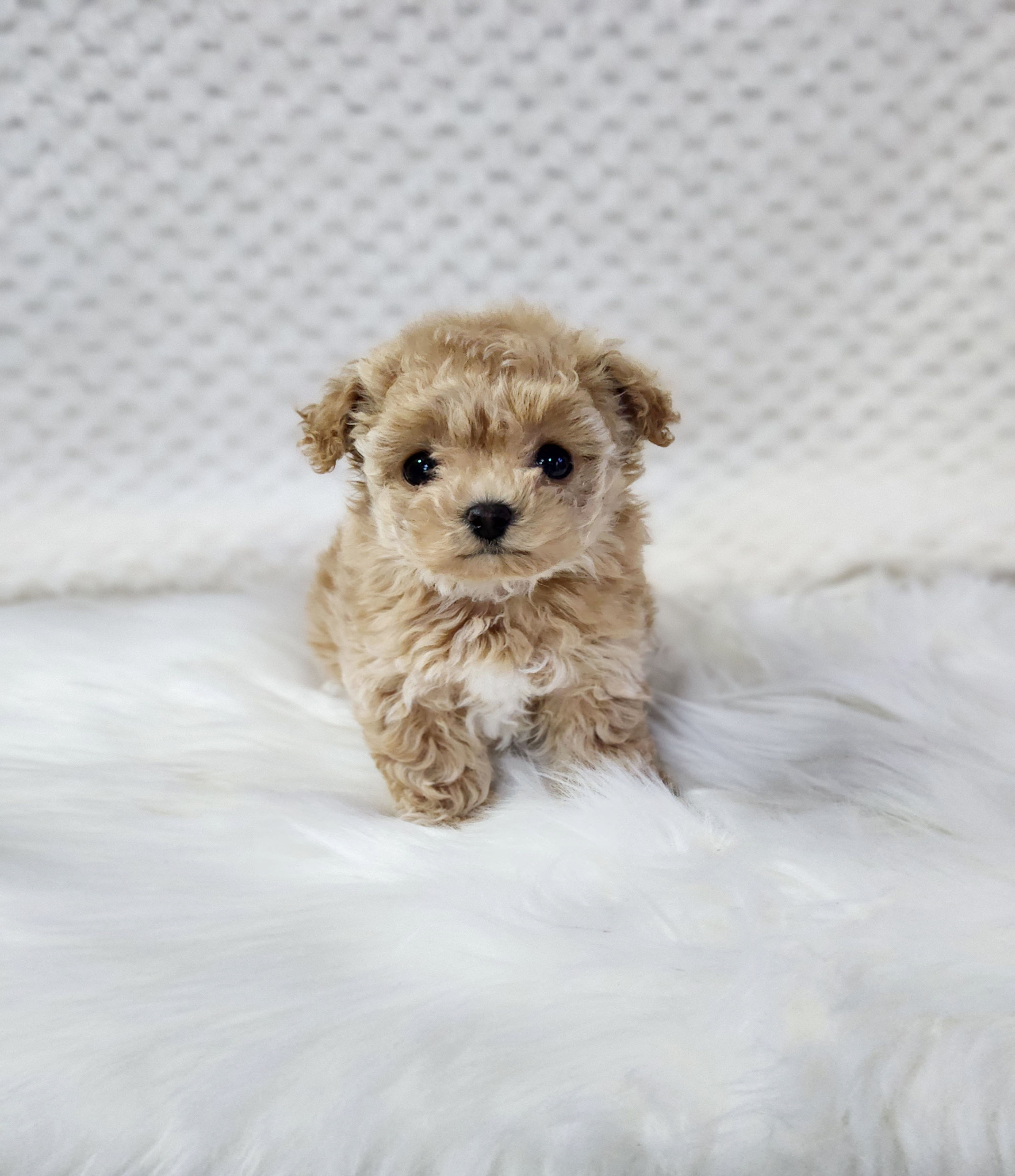 토이푸들 입양합니다