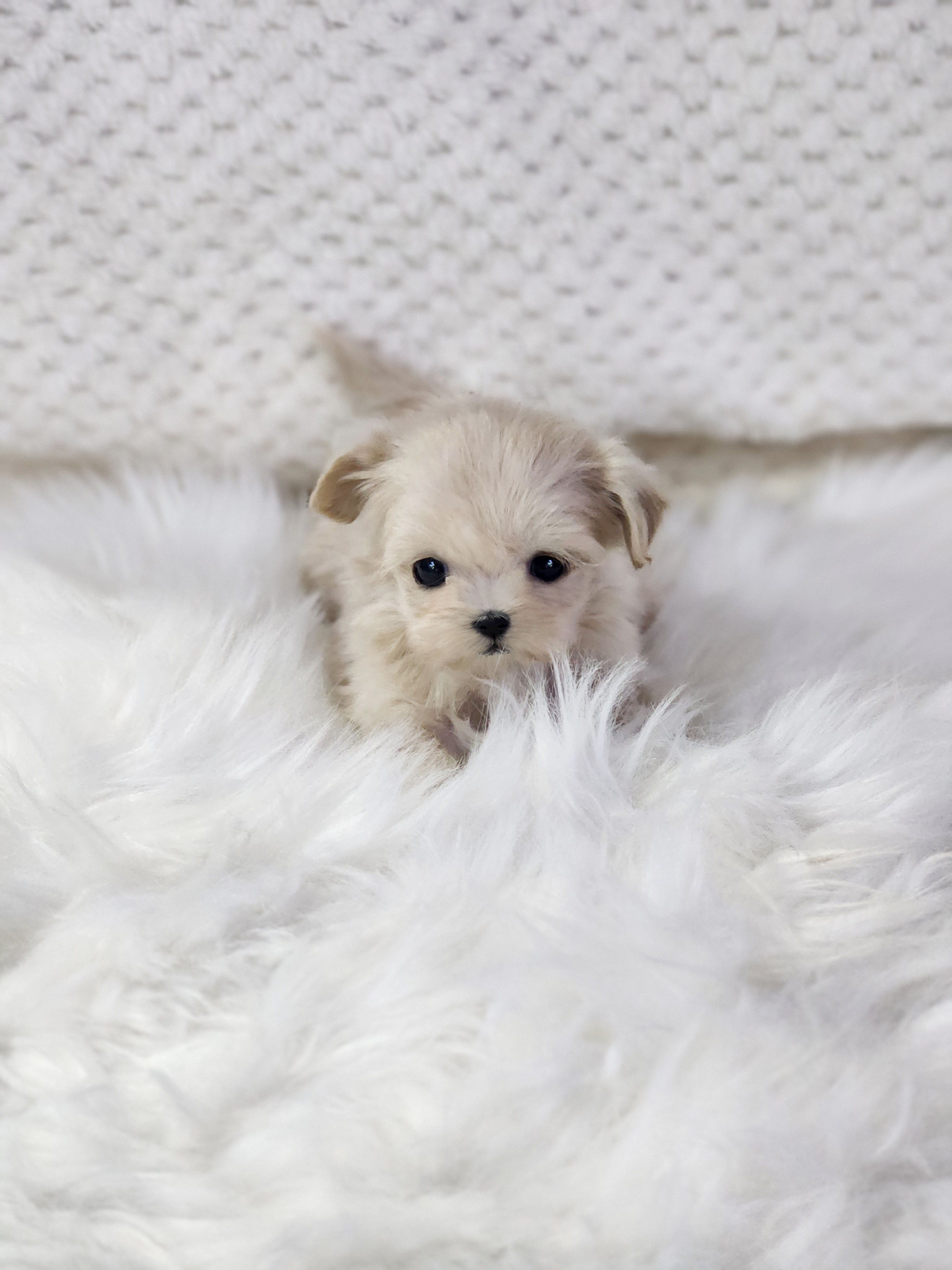 말티푸 입양합니다