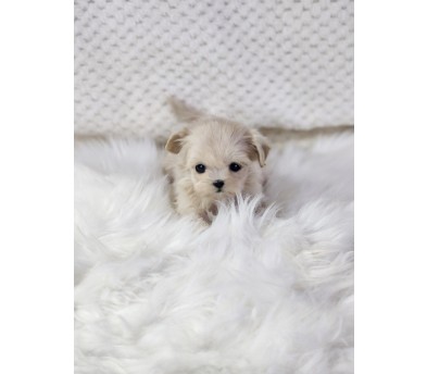 말티푸 입양합니다