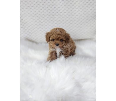 토이푸들 입양합니다