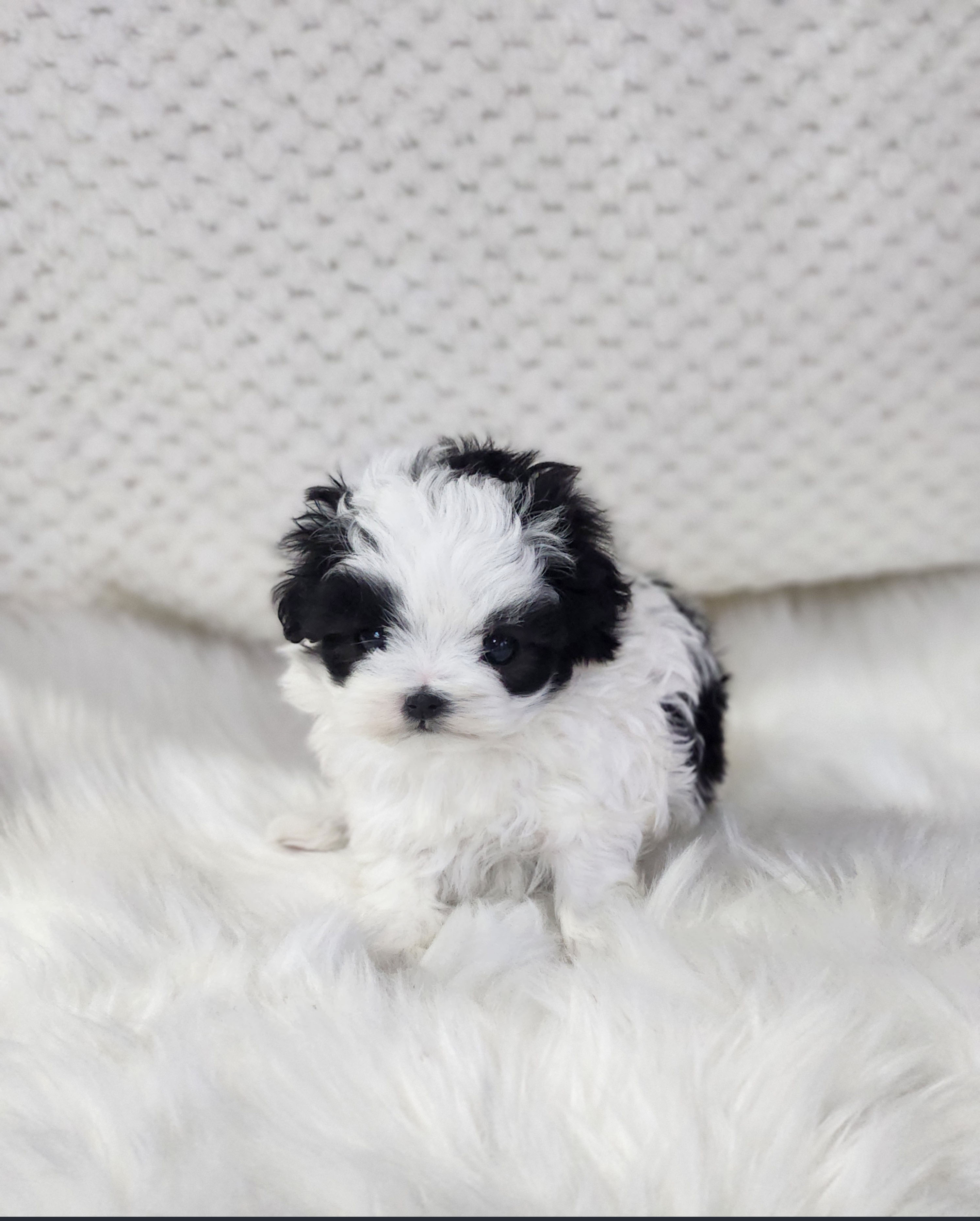 말티푸 입양합니다