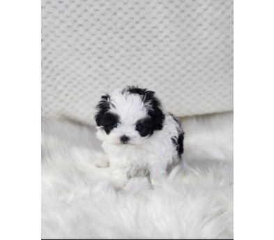 말티푸 입양합니다