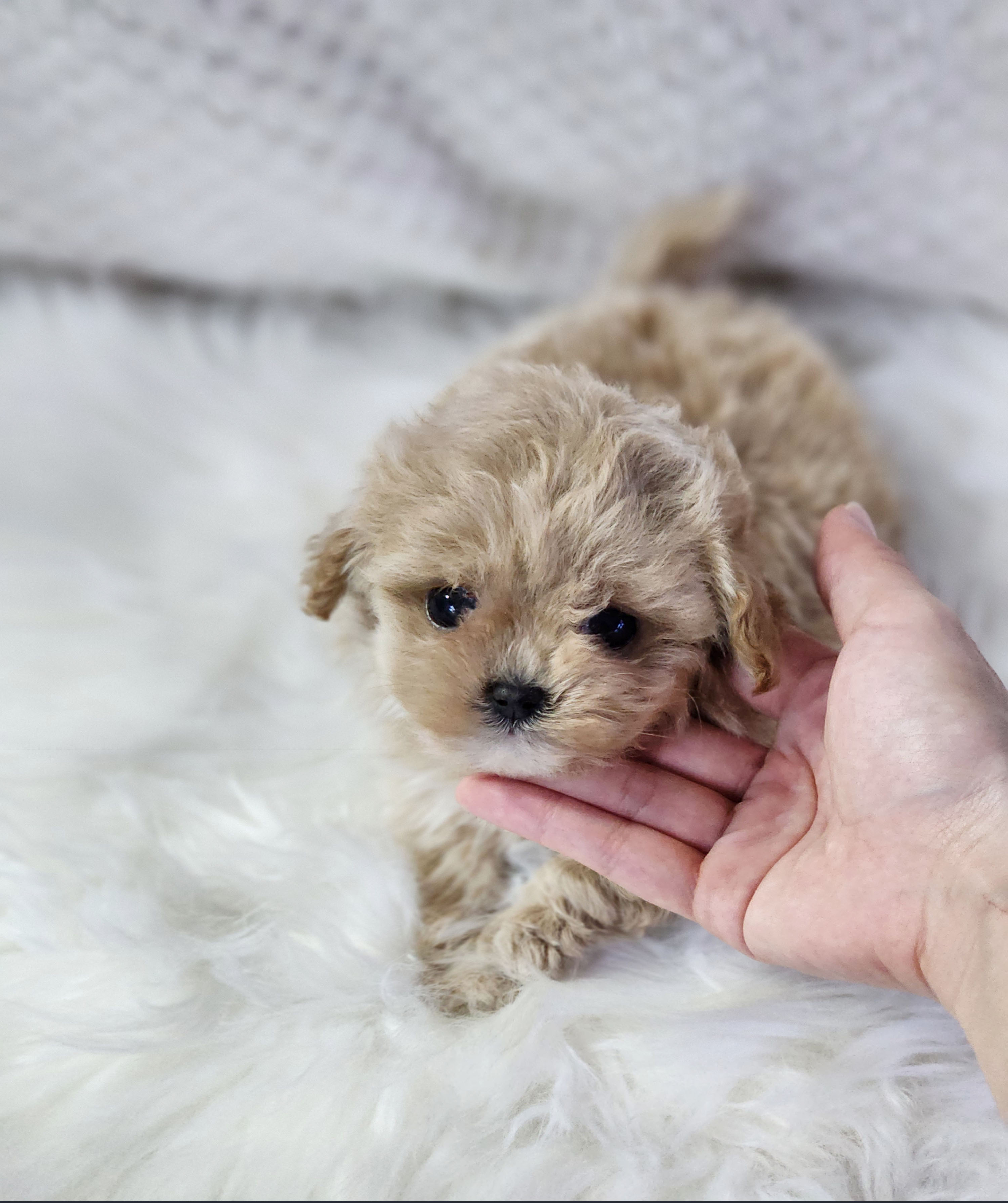 말티푸 입양합니다