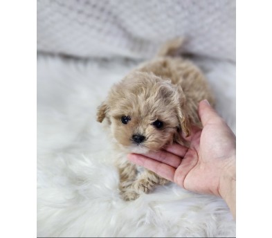 말티푸 입양합니다