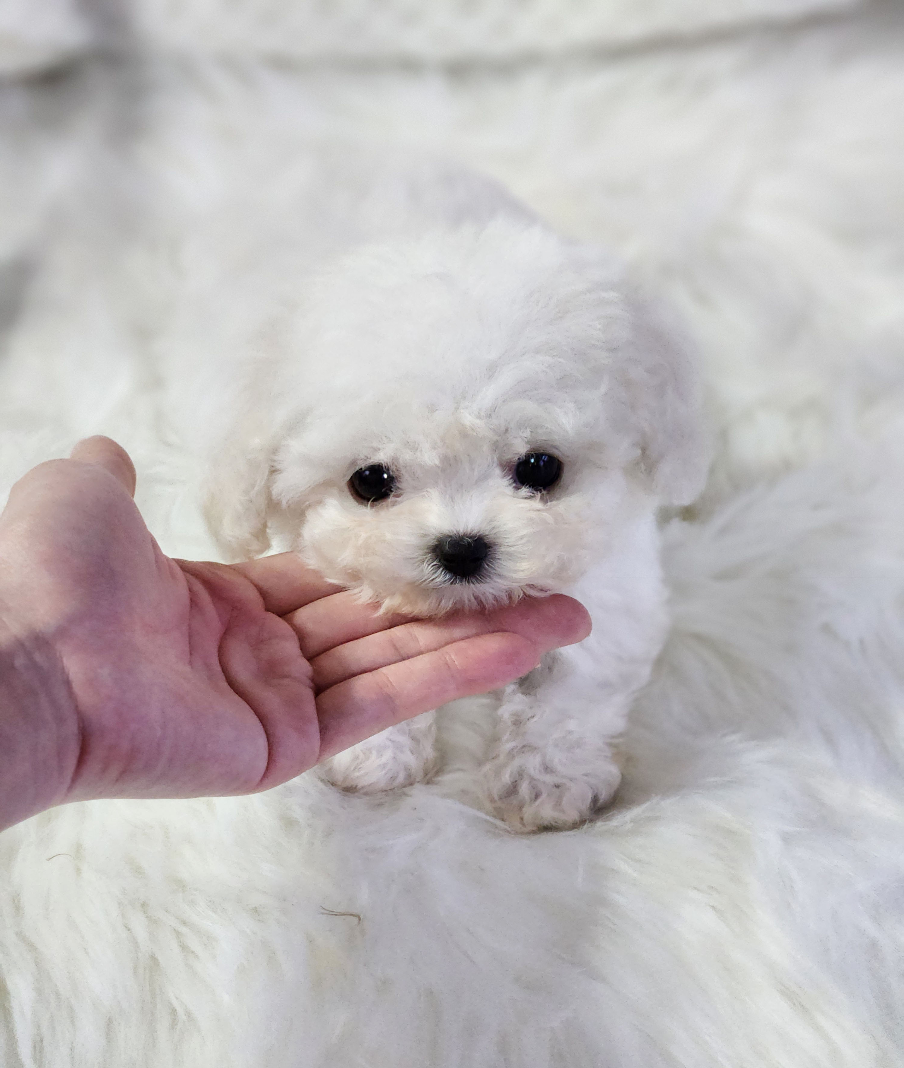 미니비숑 입양합니다