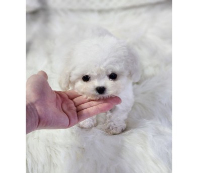 미니비숑 입양합니다