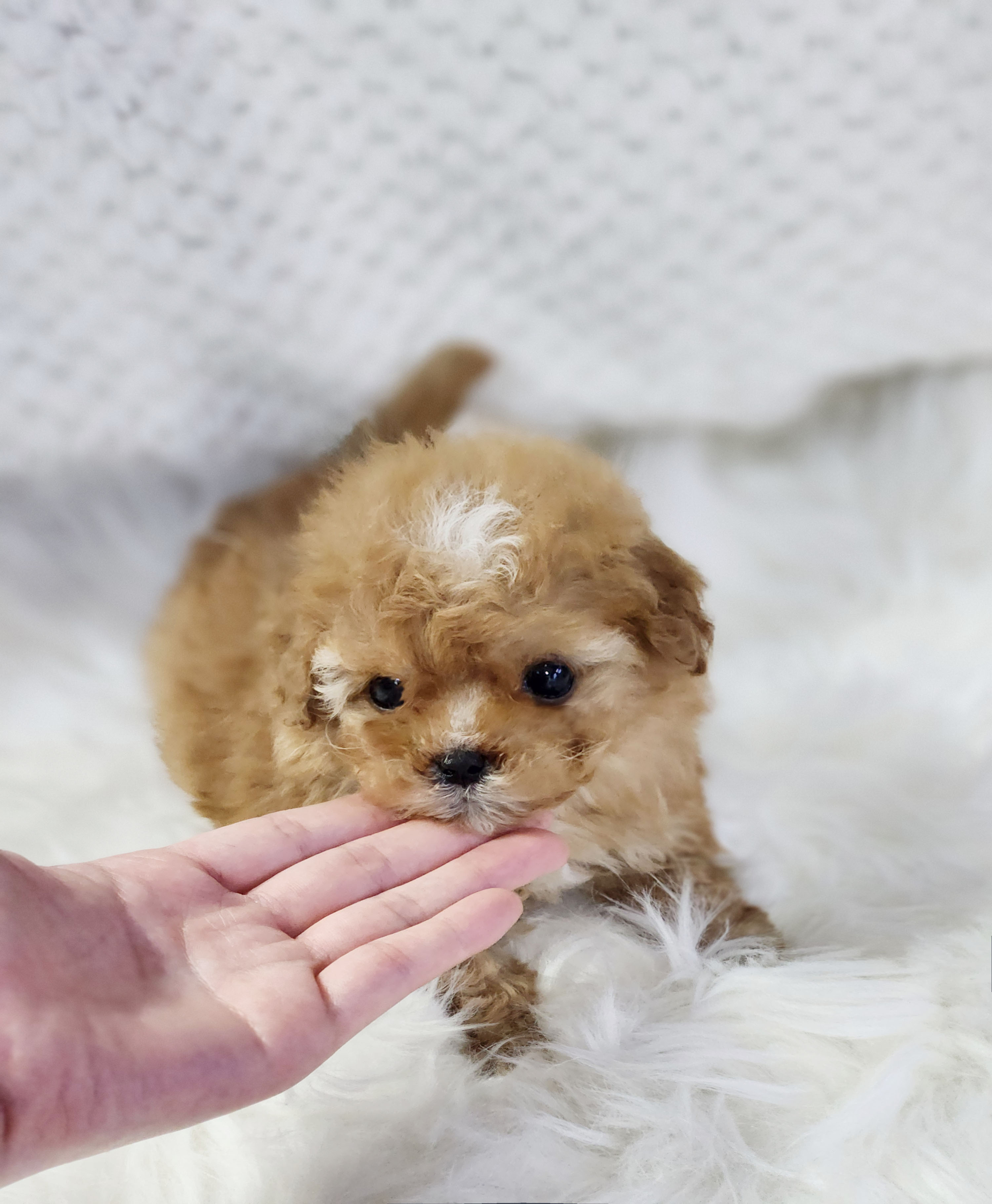 토이푸들 입양합니다