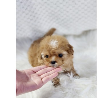 토이푸들 입양합니다