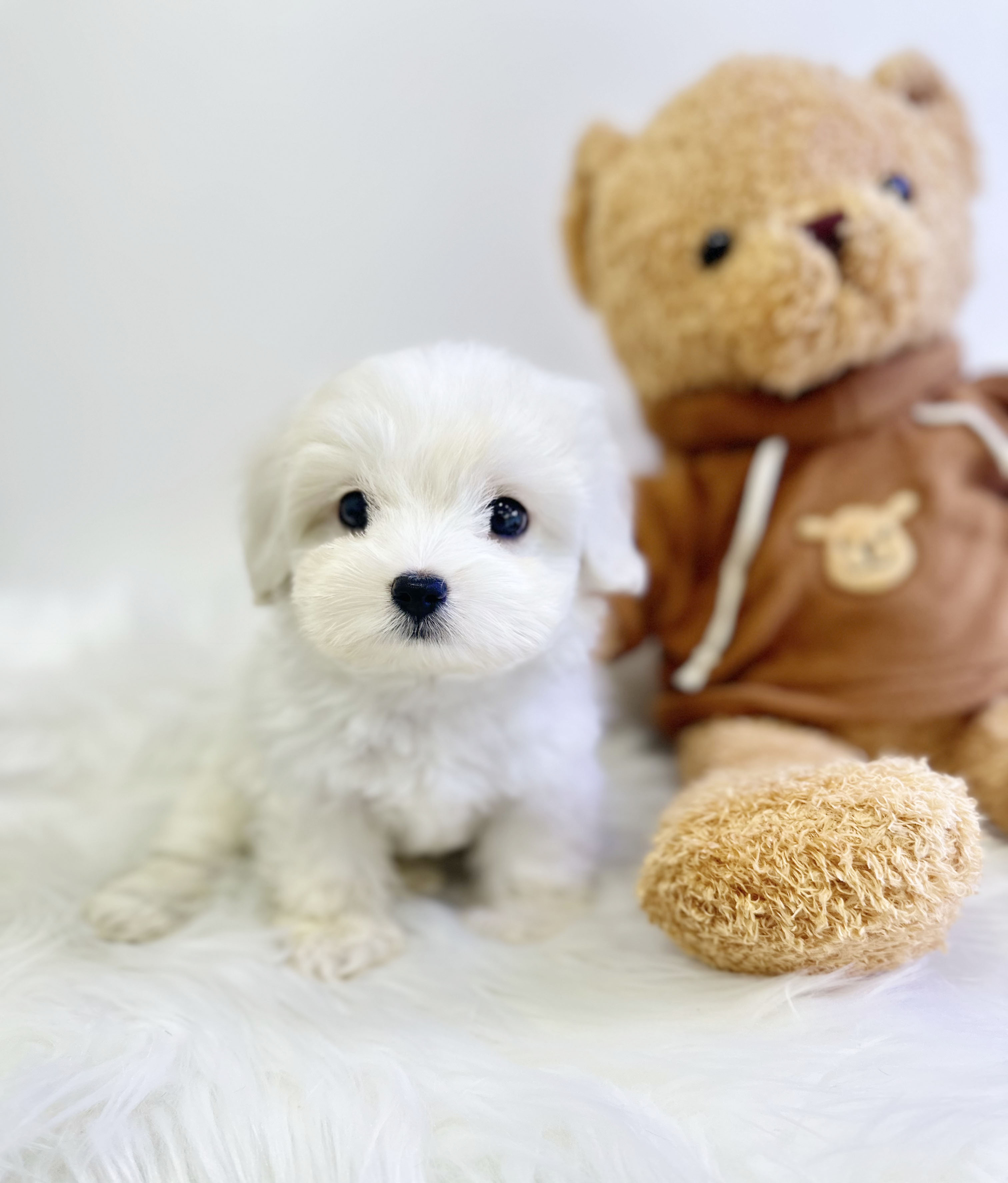 꼬숑 입양합니다