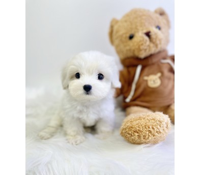 꼬숑 입양합니다