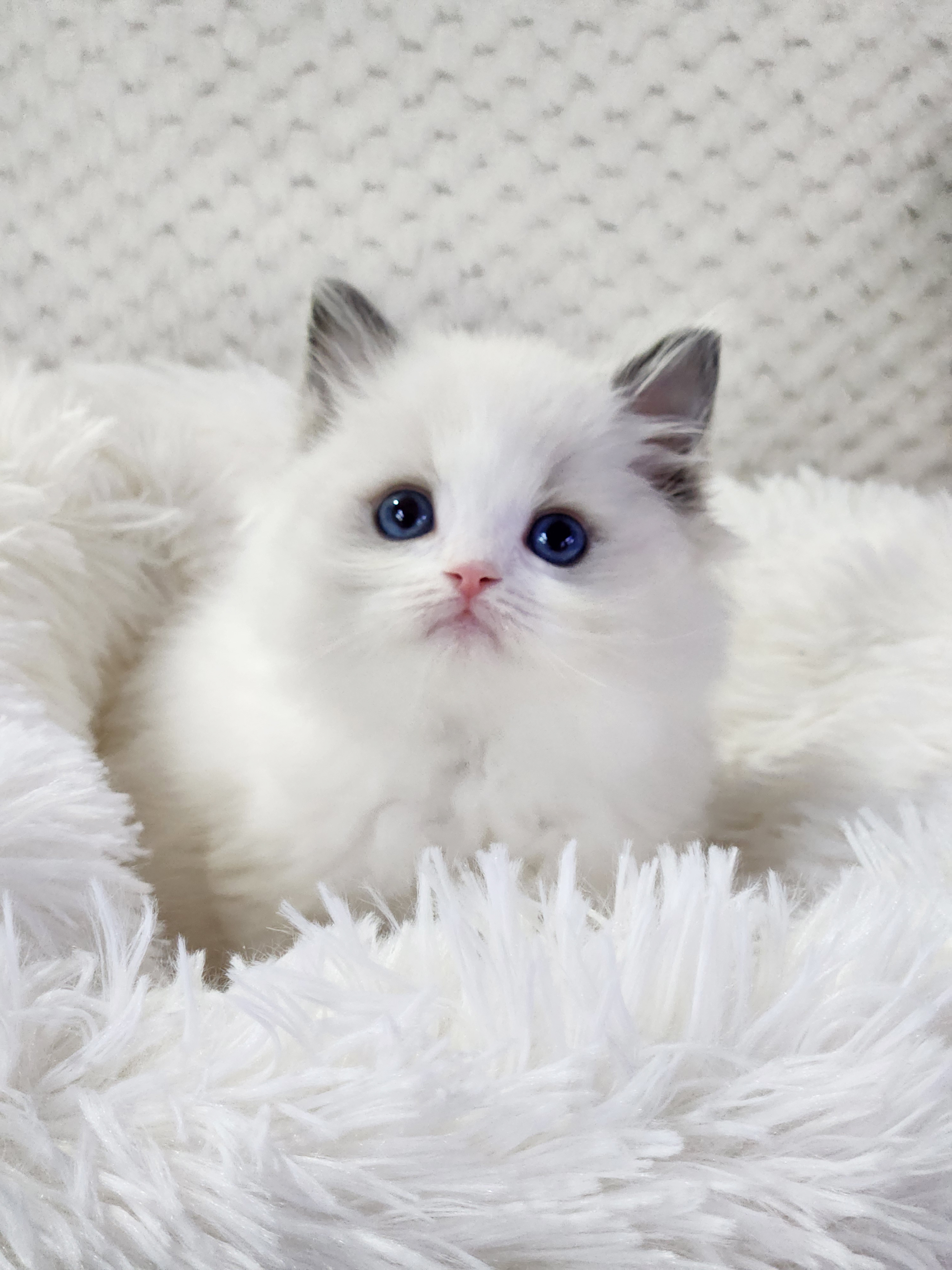 렉돌 입양합니다