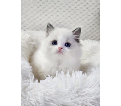 렉돌 입양합니다