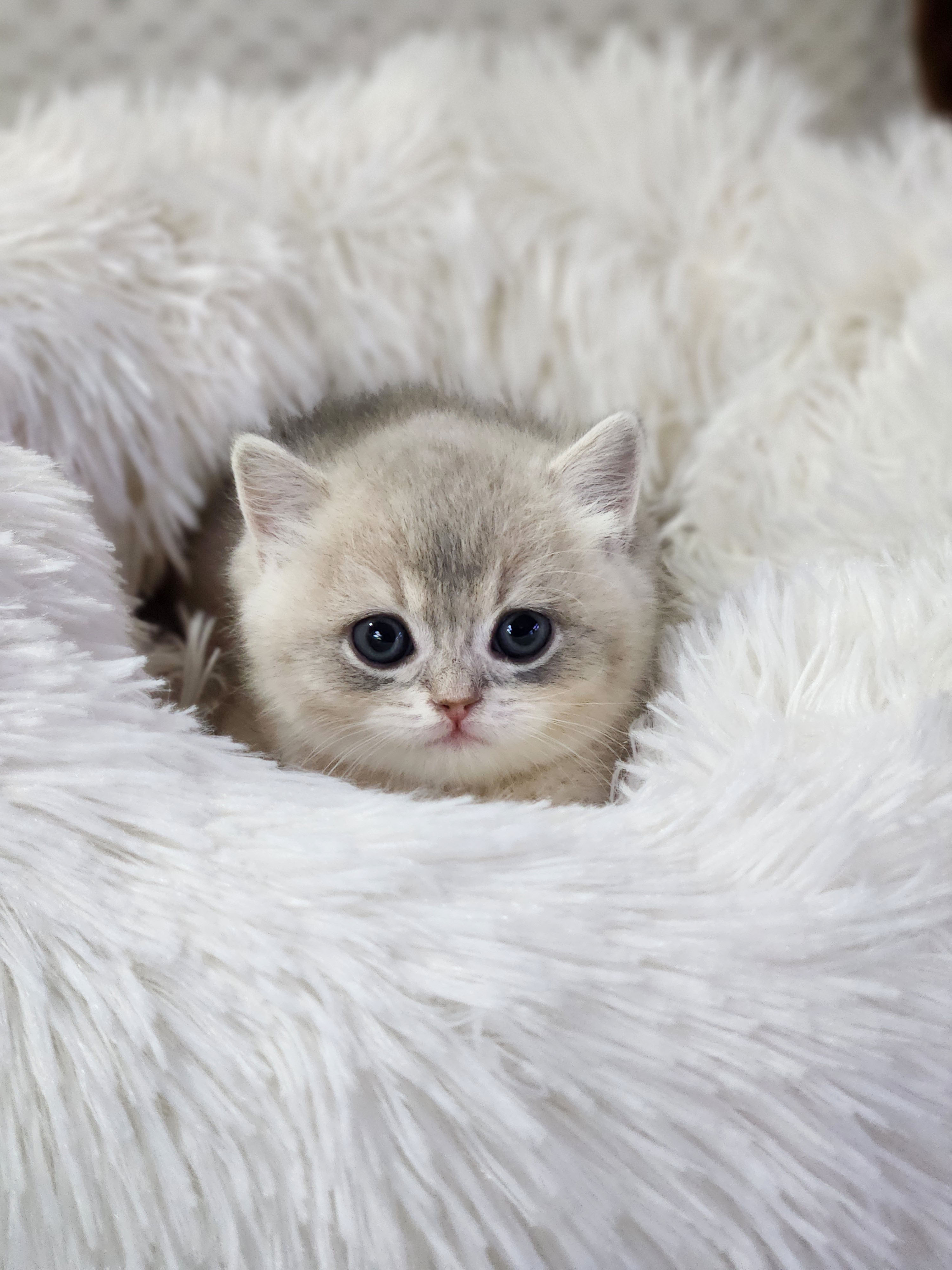 먼치킨 입양합니다