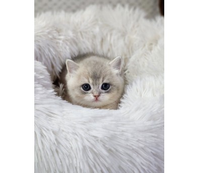 먼치킨 입양합니다