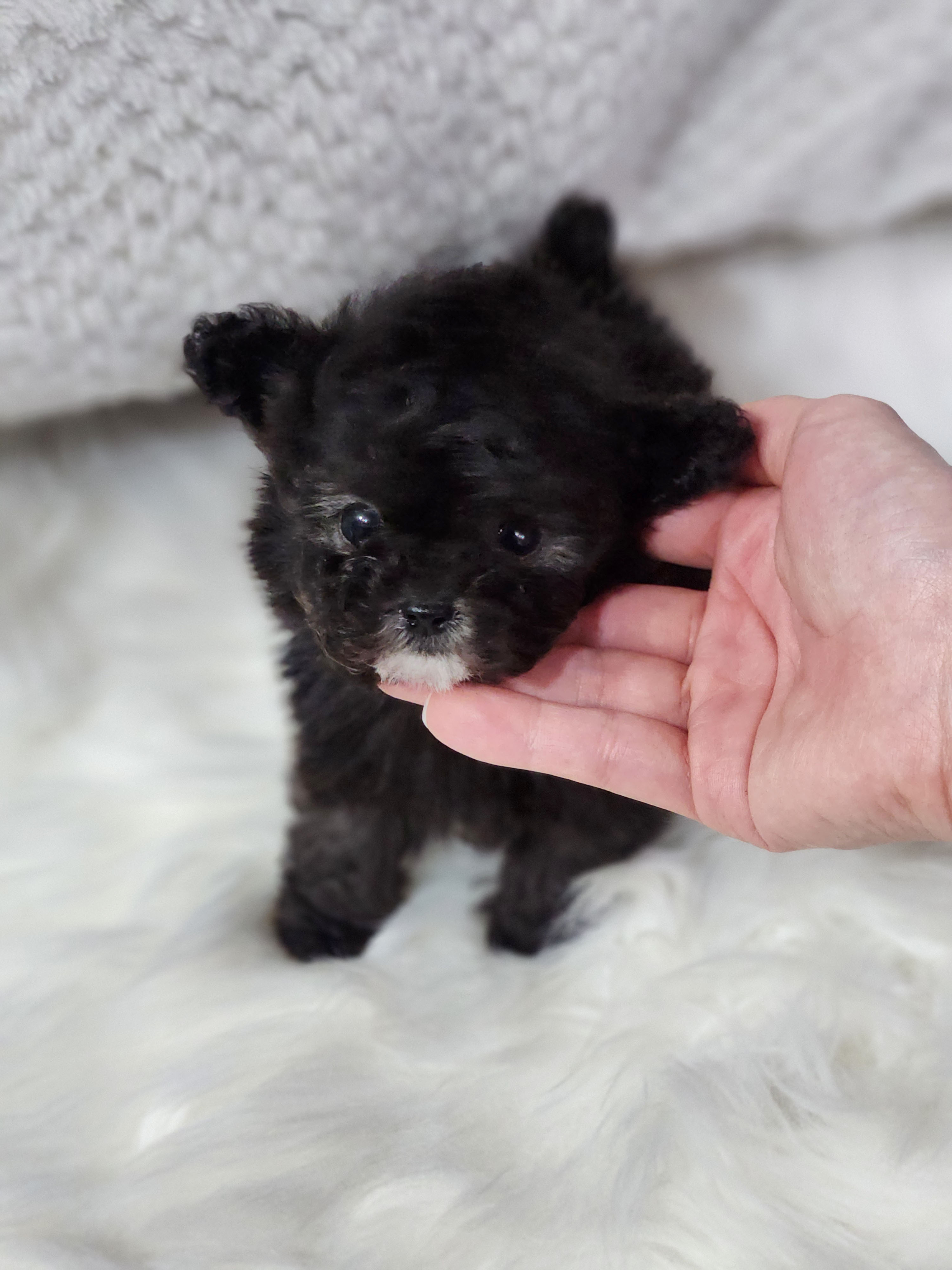 토이푸들 입양합니다